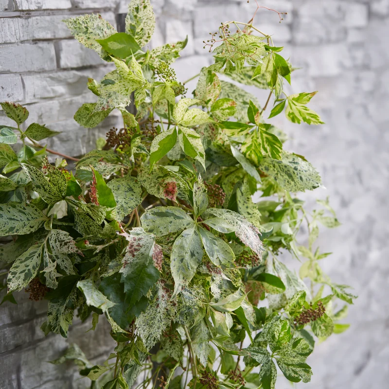 Vigne vierge Star shower®
