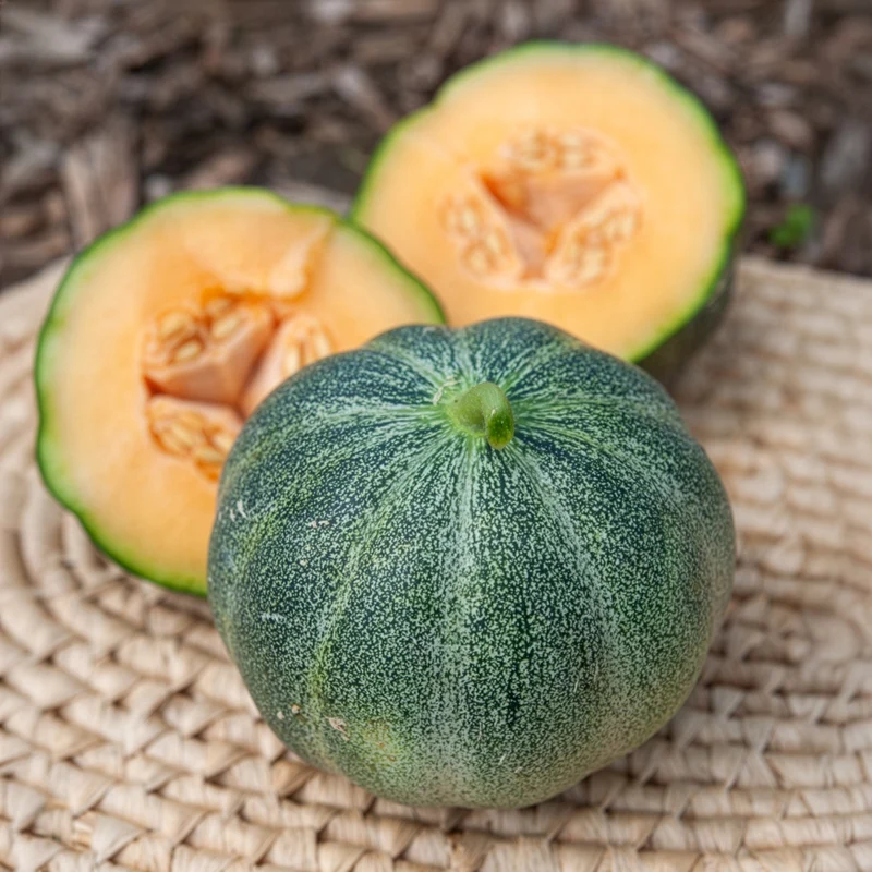 Melon Petit Gris de Rennes