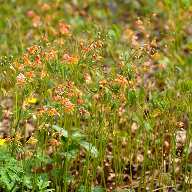 Epimedium warleyense