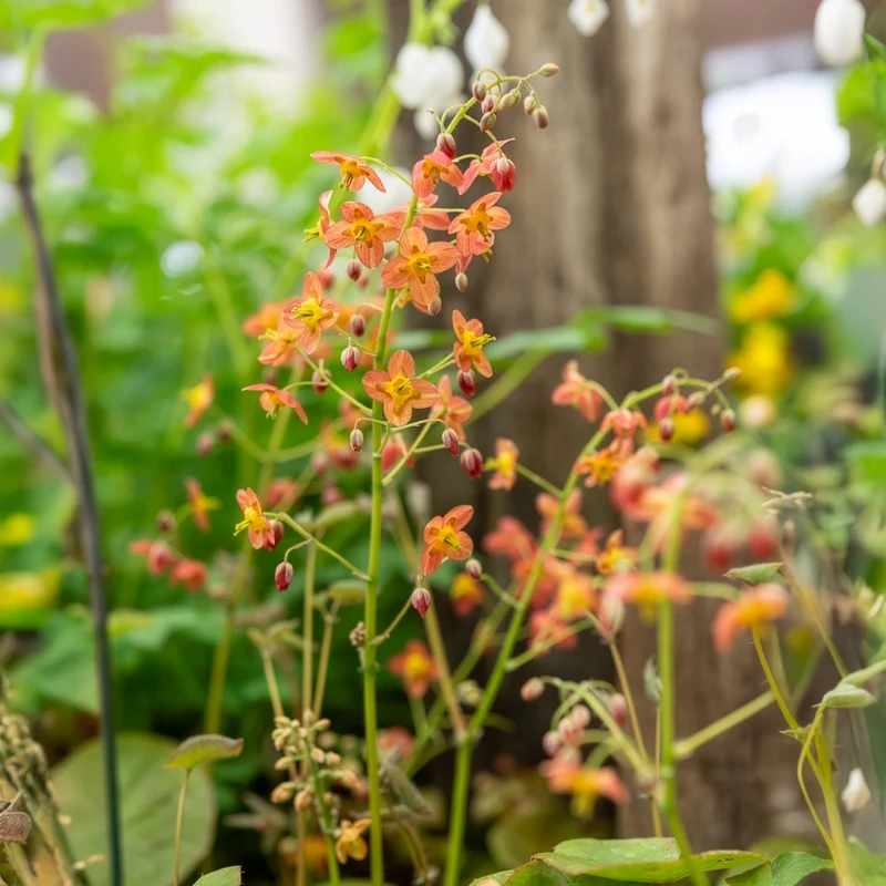 Epimedium warleyense