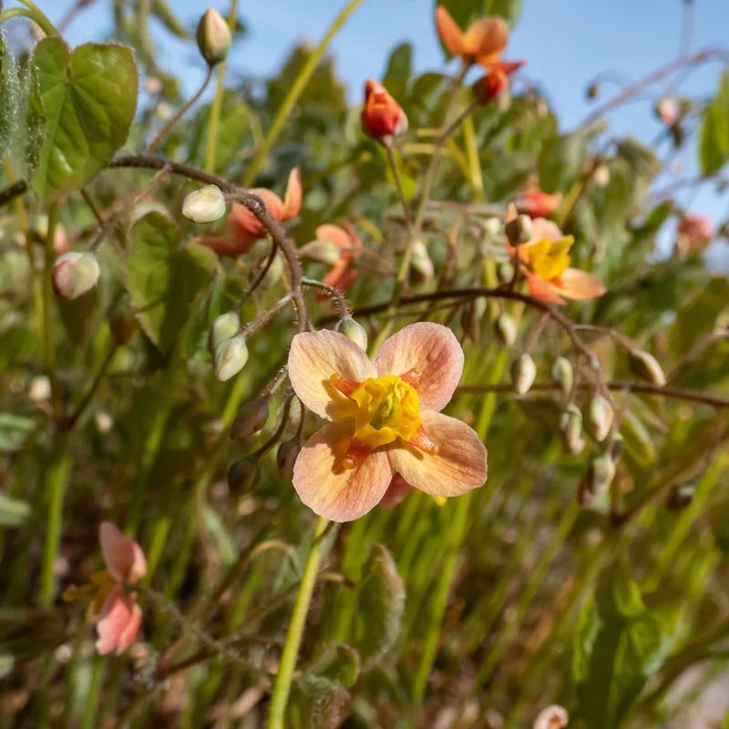 Epimedium warleyense