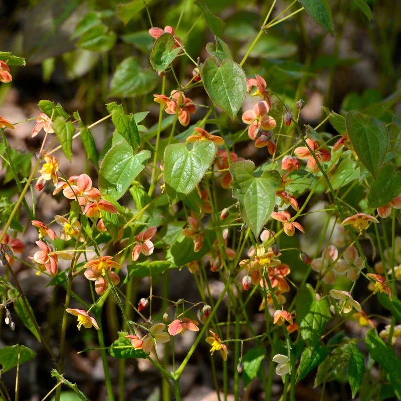 Epimedium warleyense