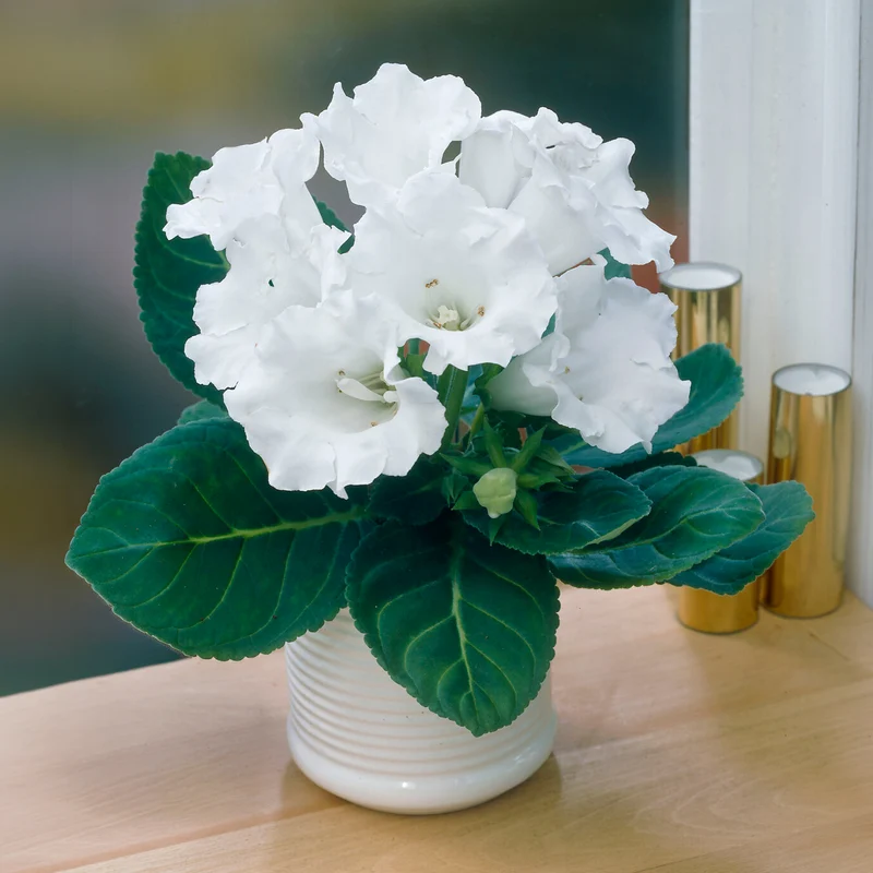 Gloxinia Mont Blanc
