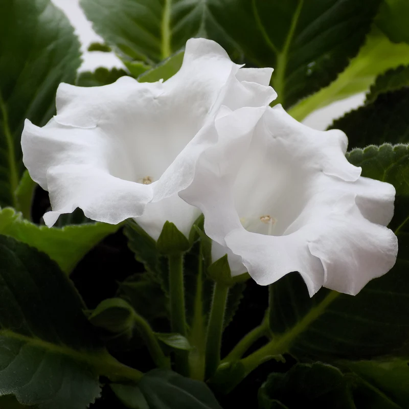 Gloxinia Mont Blanc