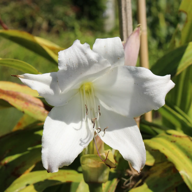 Crinole blanc