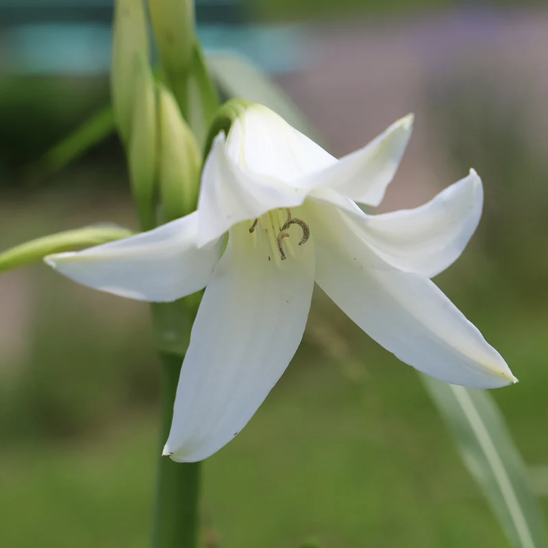 Crinole blanc