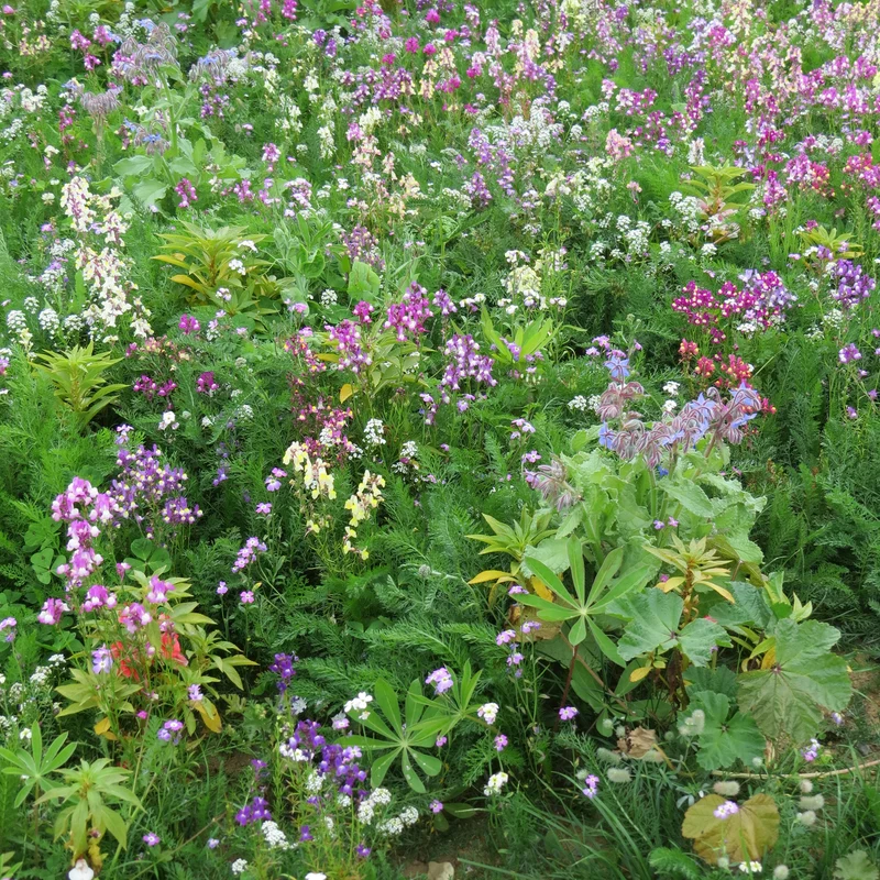 Mélange de fleurs pour zones ombragées