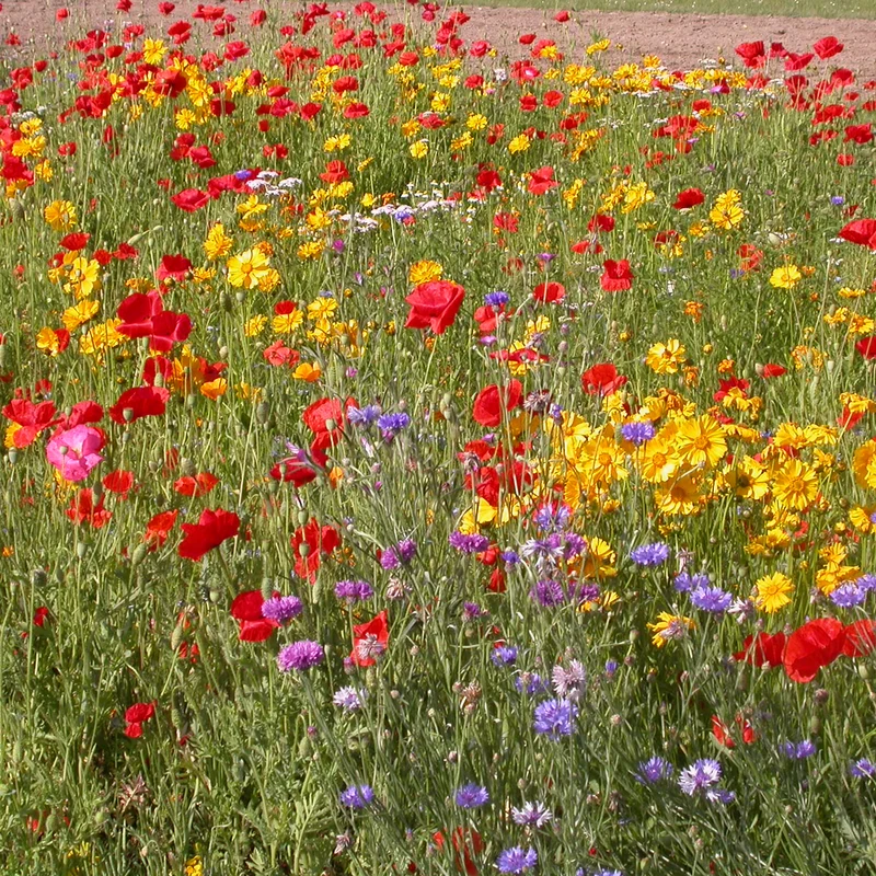 Mélange de fleurs rustiques