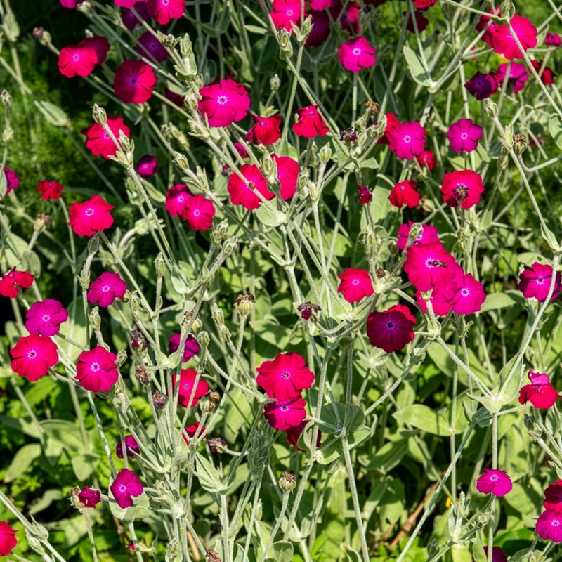 Coquelourde des jardins
