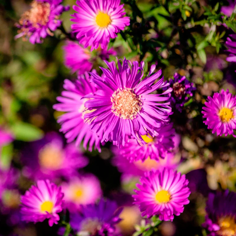 Aster nain d'automne Anneke