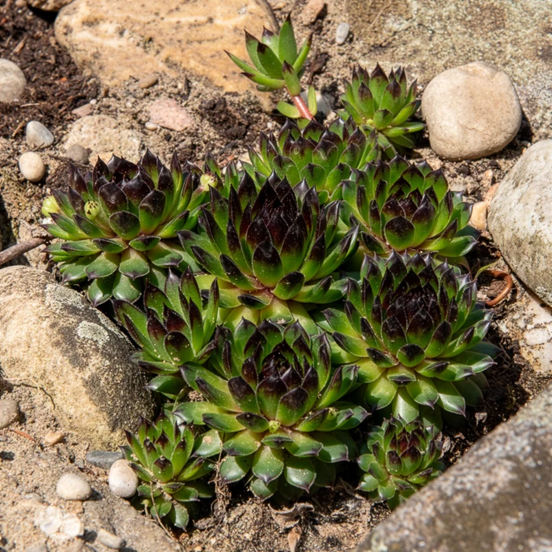 Joubarbe Chick Charms® Appletini - Sempervivum
