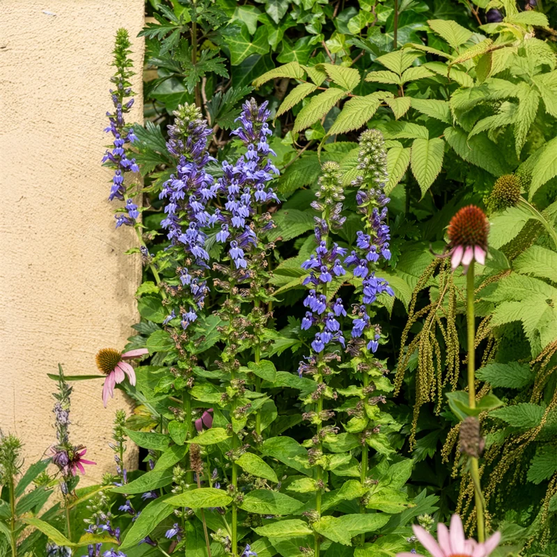 Grande Lobelia