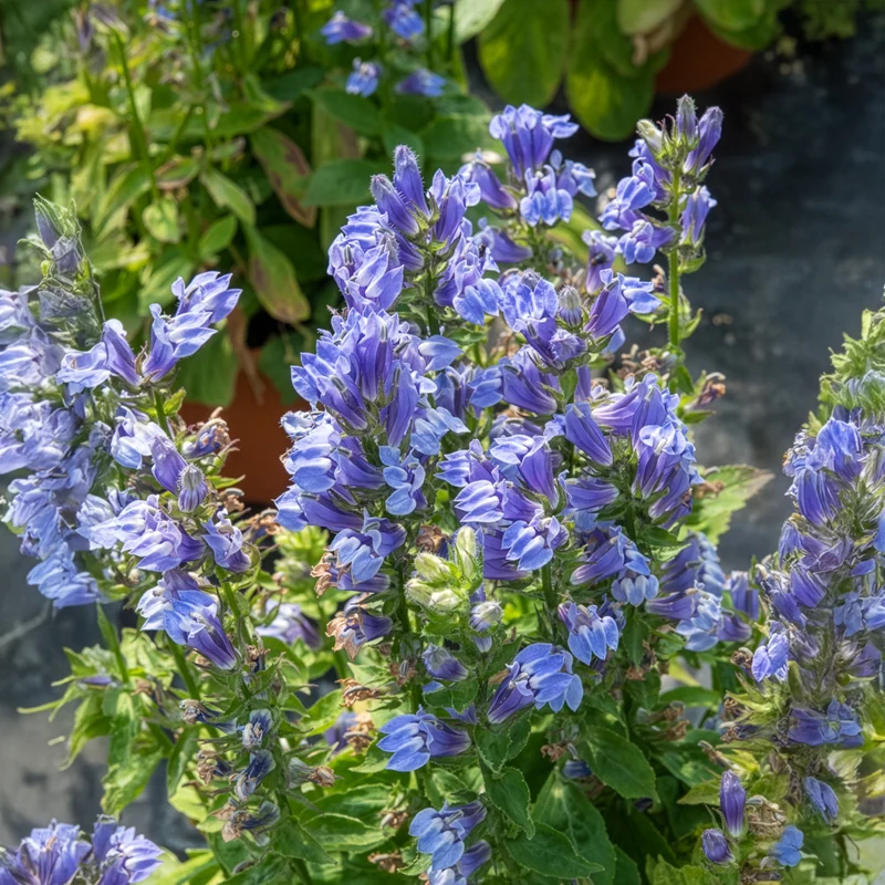 Grande Lobelia
