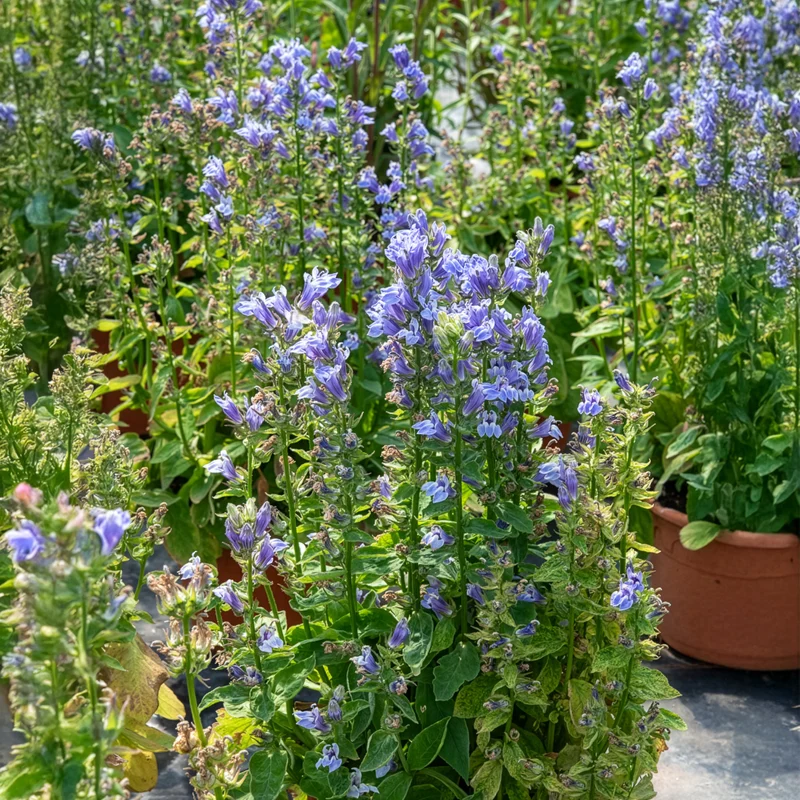 Grande Lobelia