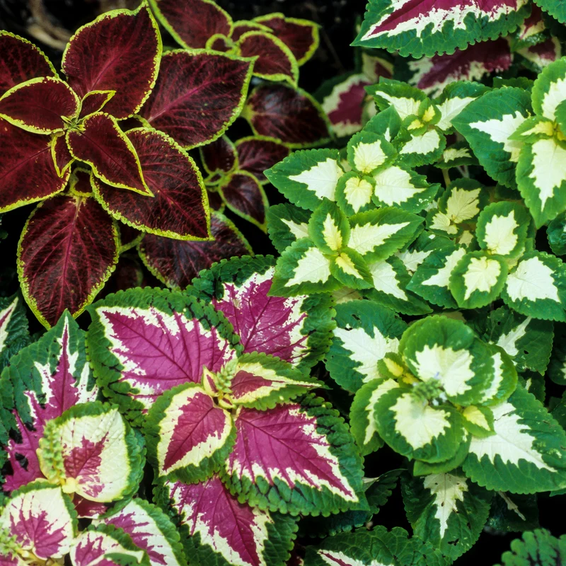 Coleus Wizard