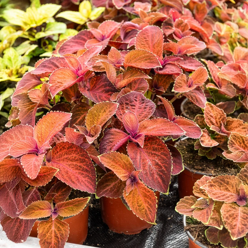 Coleus Wizard