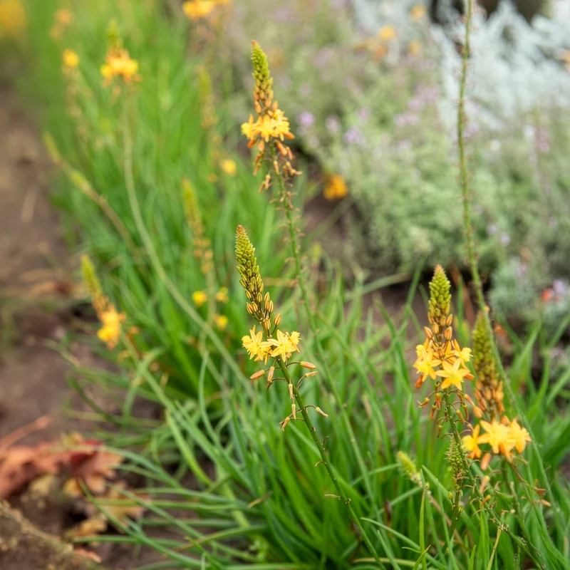 Bulbine Médicus ®