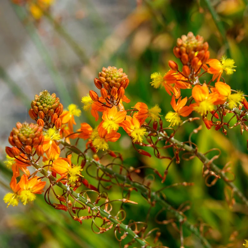 Bulbine Avera Sunset Orange