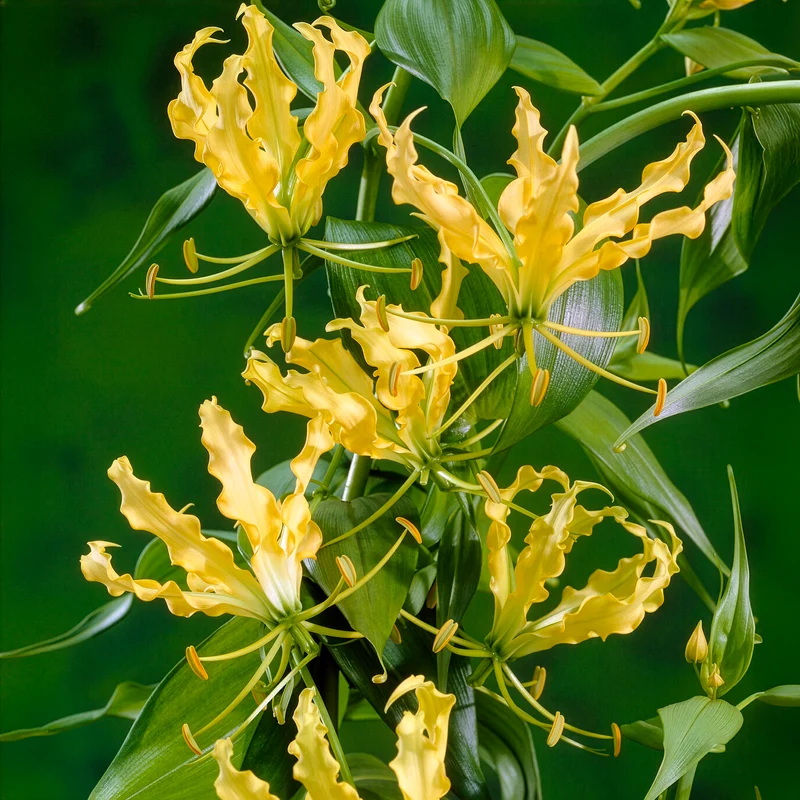Gloriosa jaune - Lis de Malabar