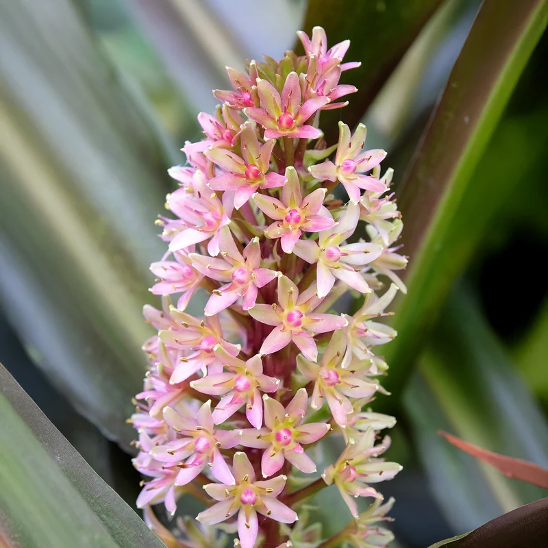 Eucomis Sparkling Burgundy®