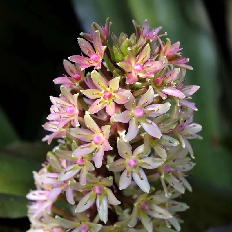 Eucomis Sparkling Burgundy®