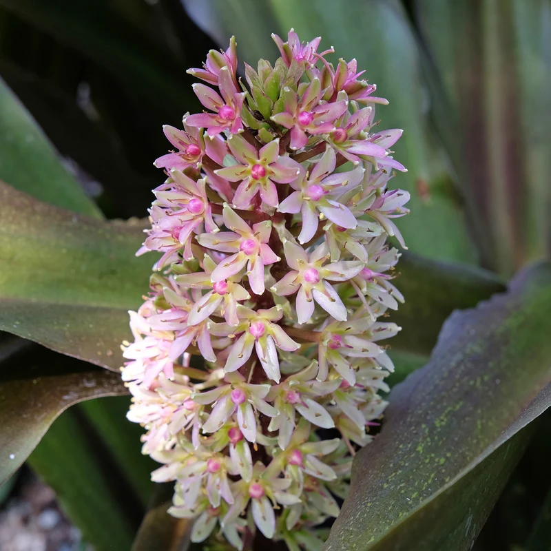 Eucomis Sparkling Burgundy®