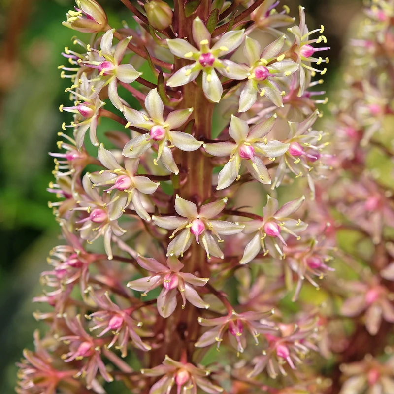 Eucomis Sparkling Burgundy®