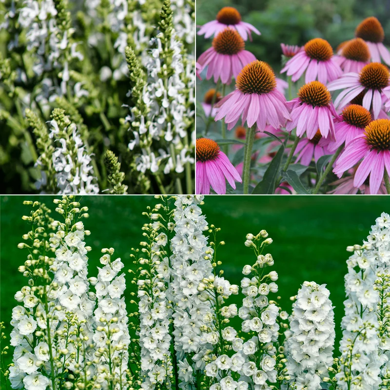 Vivaces Blanches et Roses