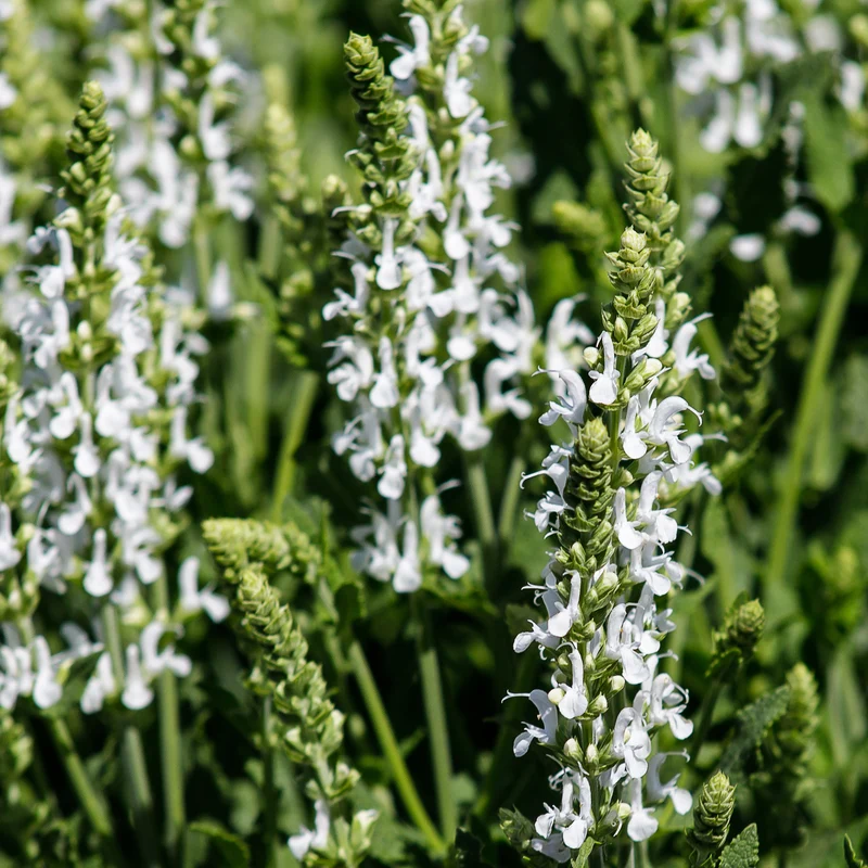 Vivaces Blanches et Roses