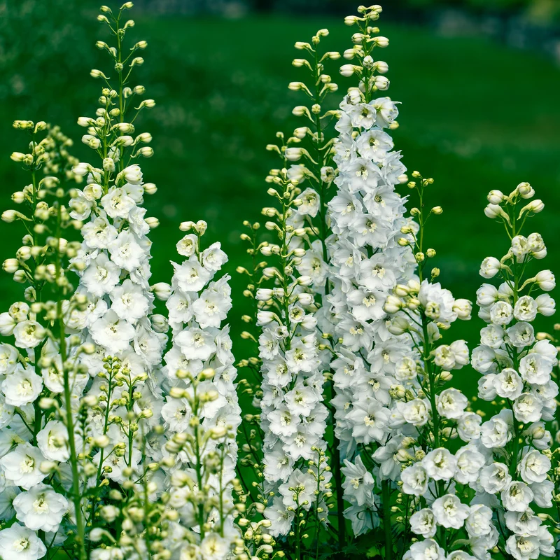 Vivaces Blanches et Roses