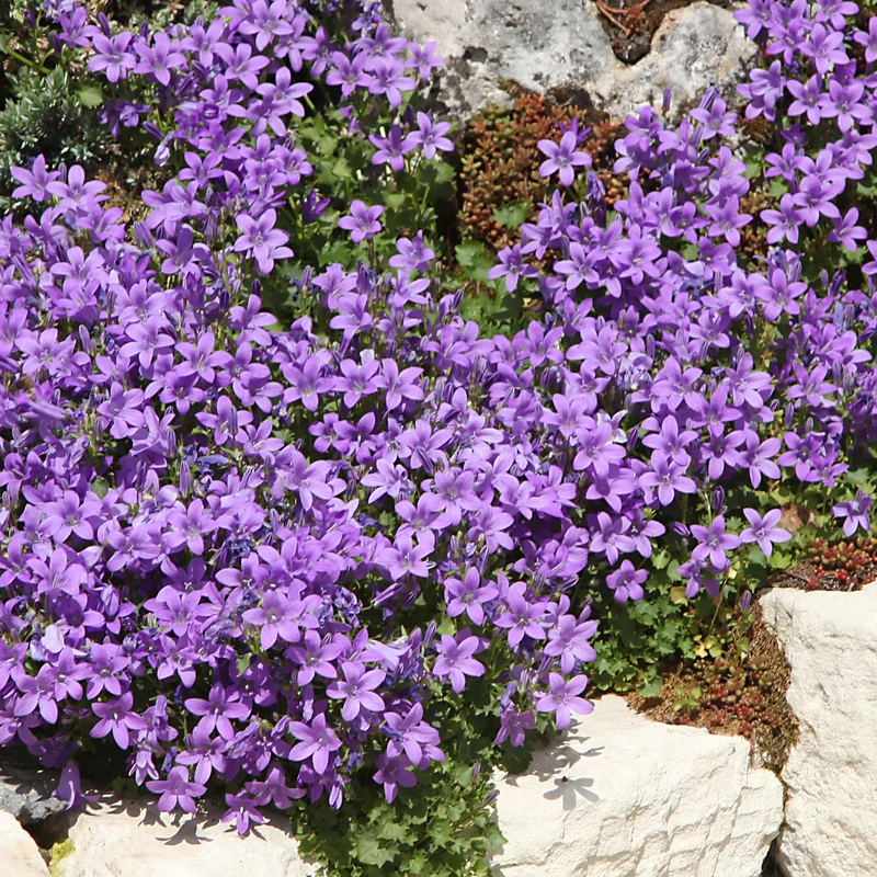 Vivaces Bleues et Blanches