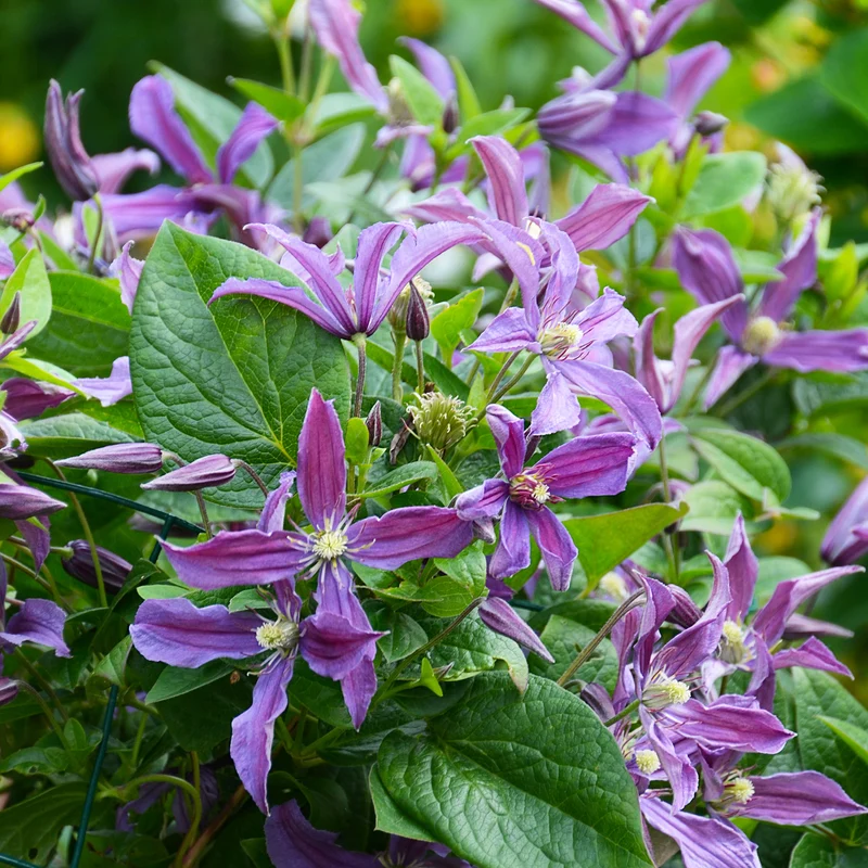Clématite Saphyra® Estrella