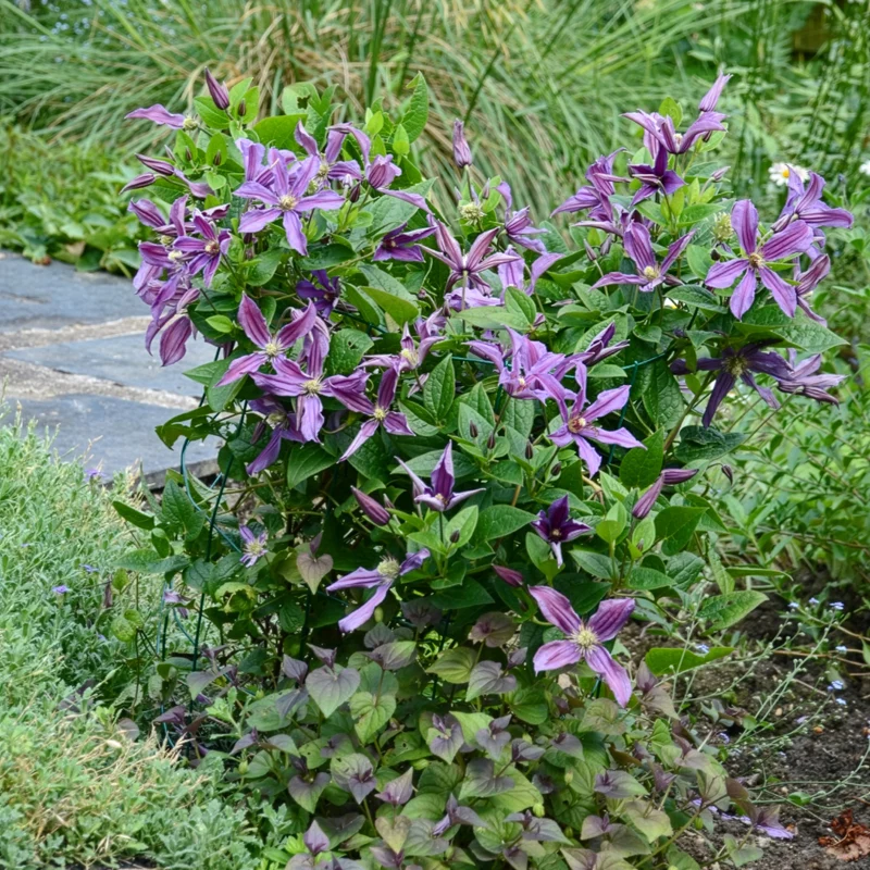 Clématite Saphyra® Estrella