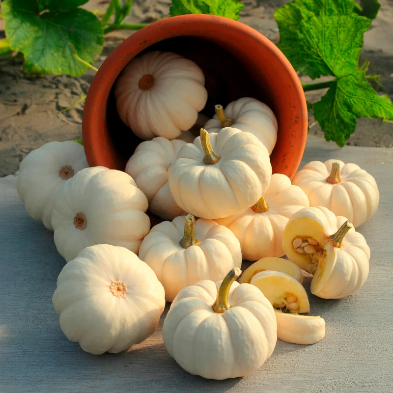 Courge Baby Boo