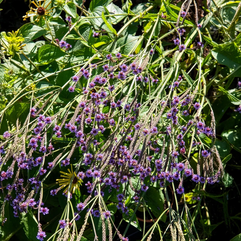 Verveine Lavender Spires
