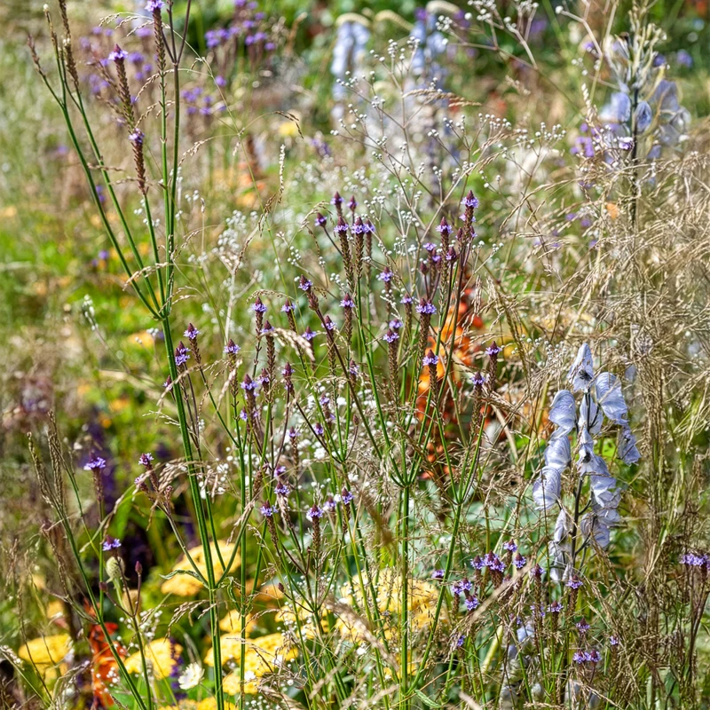 Verveine Lavender Spires