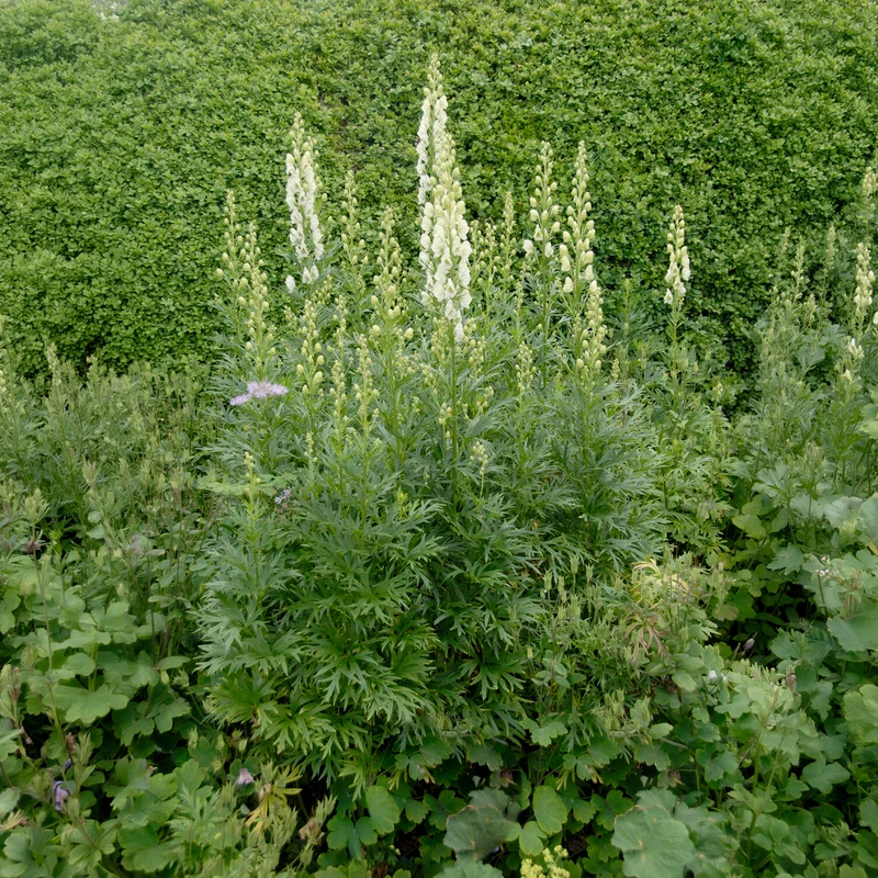 Aconit blanc