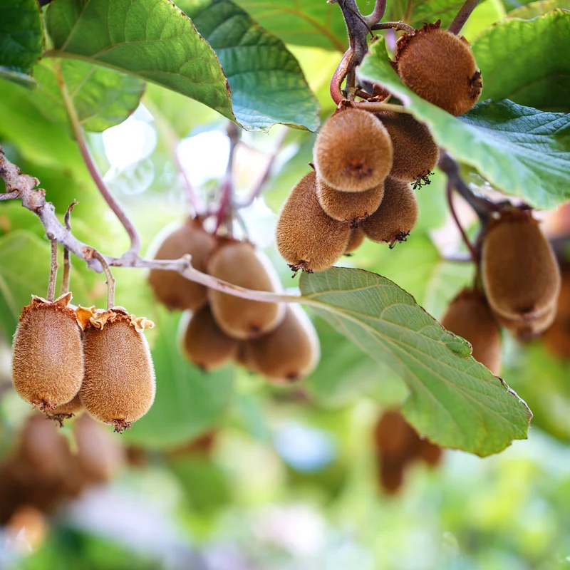 Kiwi autofertile Herma®