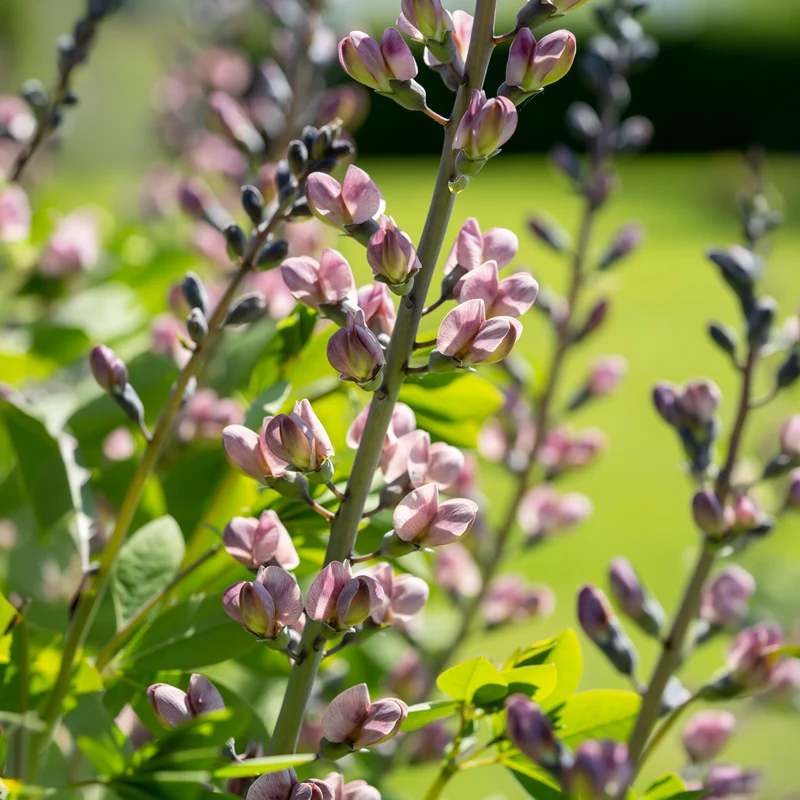 Lupin indigo Pink Truffles