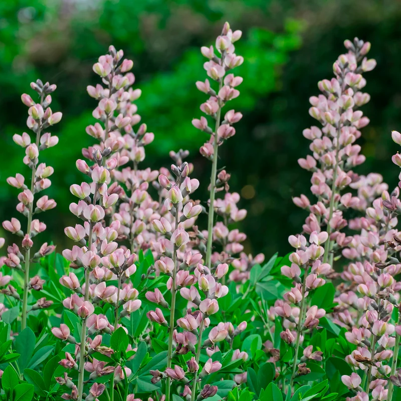 Lupin indigo Pink Truffles