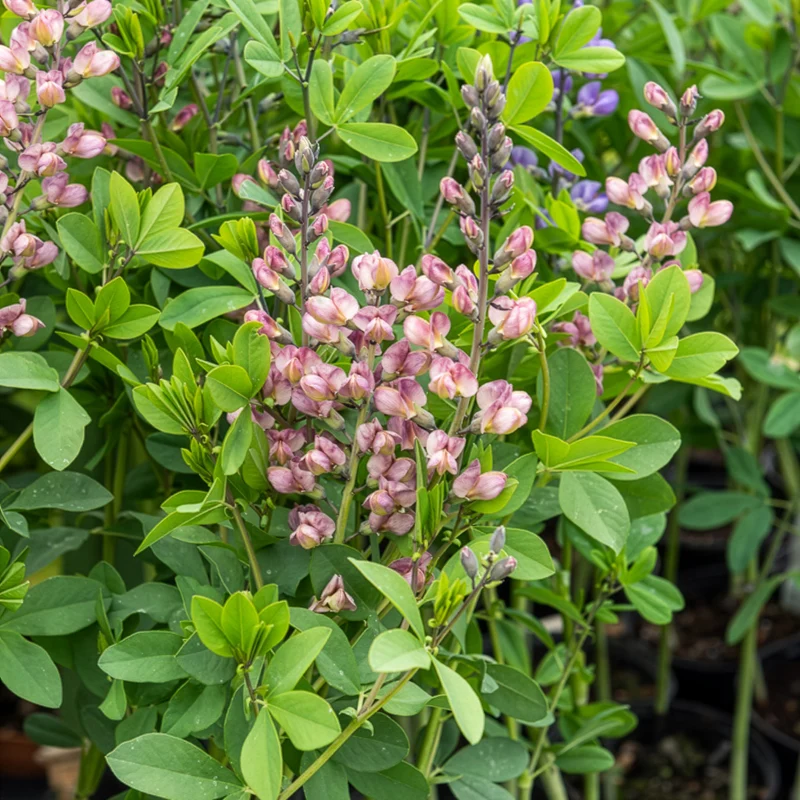 Lupin indigo Pink Truffles