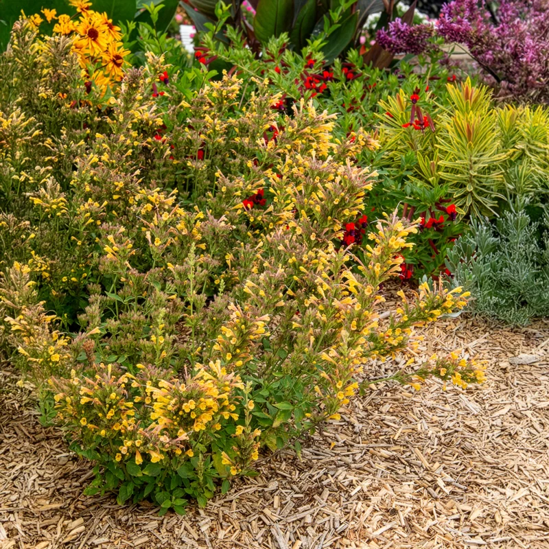 Agastache Kudos Yellow