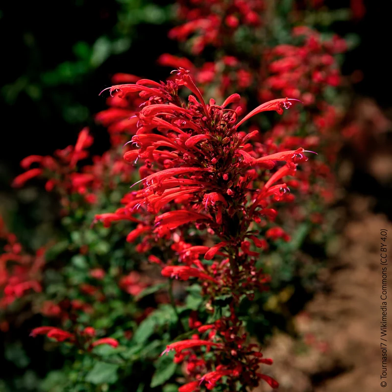 Agastache Kudos Red