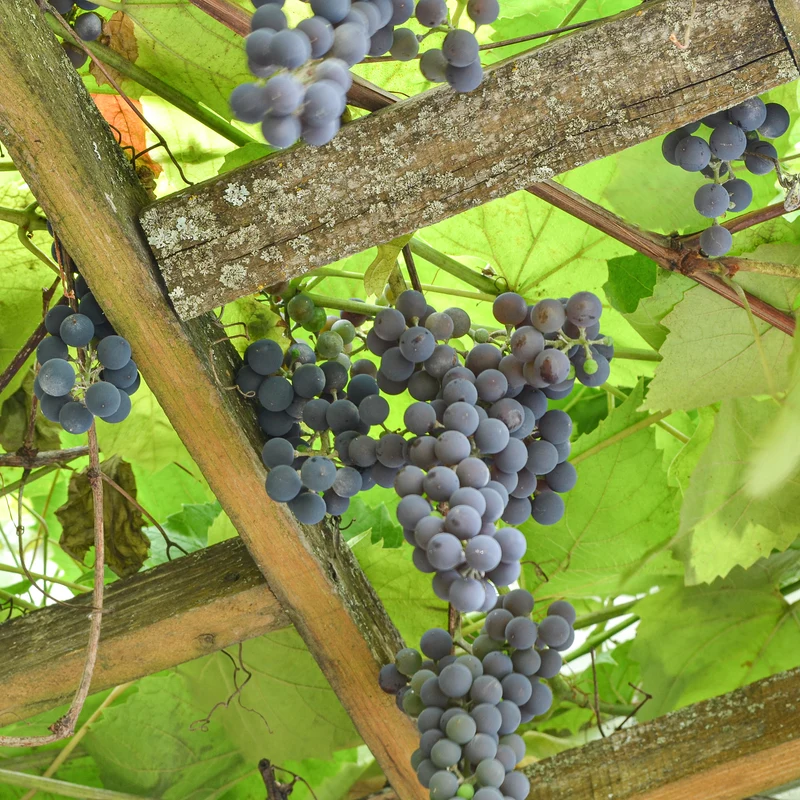 Vigne Isabella