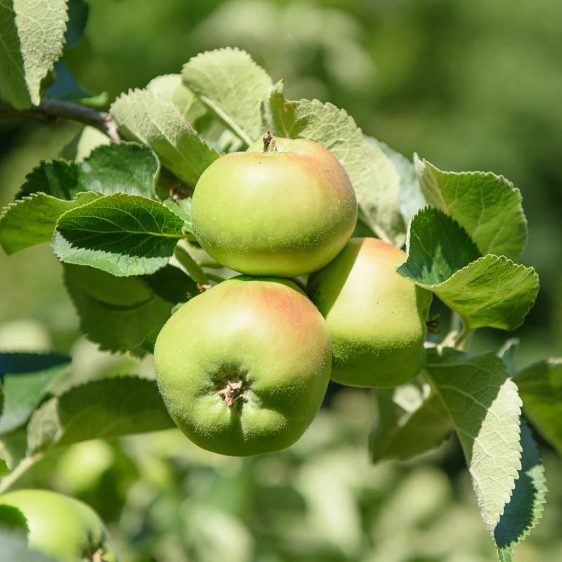 Pommier Bramley's Seedling