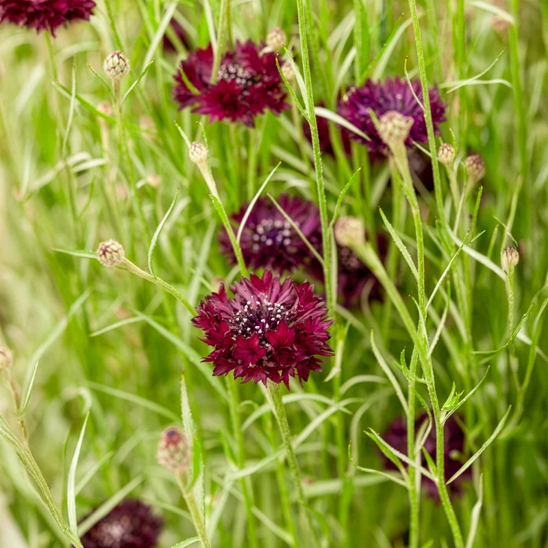 Centaurée Black Ball