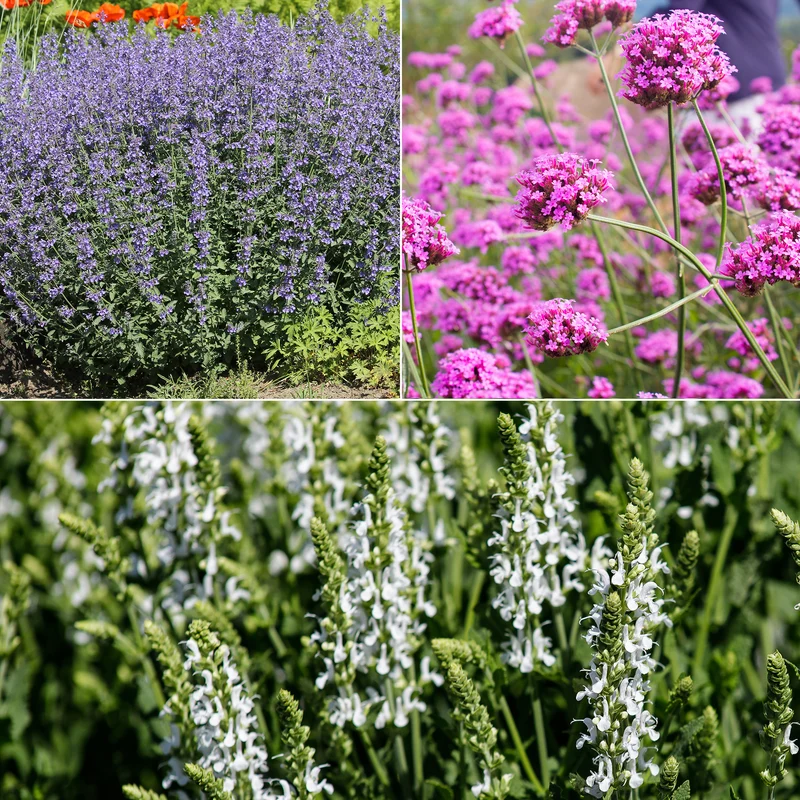 Massif au soleil Violet & Blanc