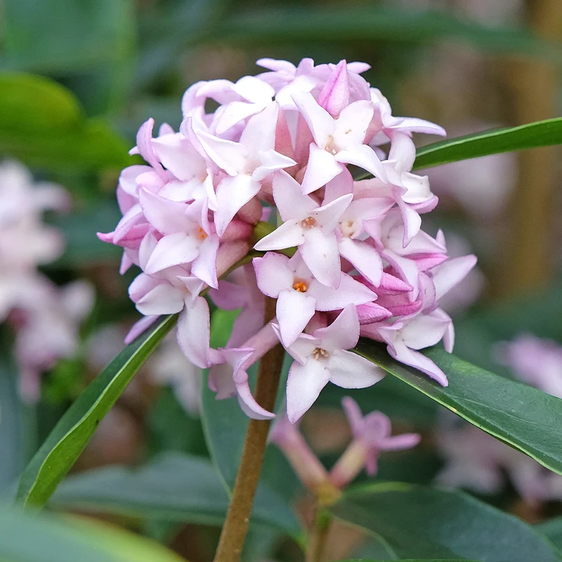 Daphne Spring Beauty®
