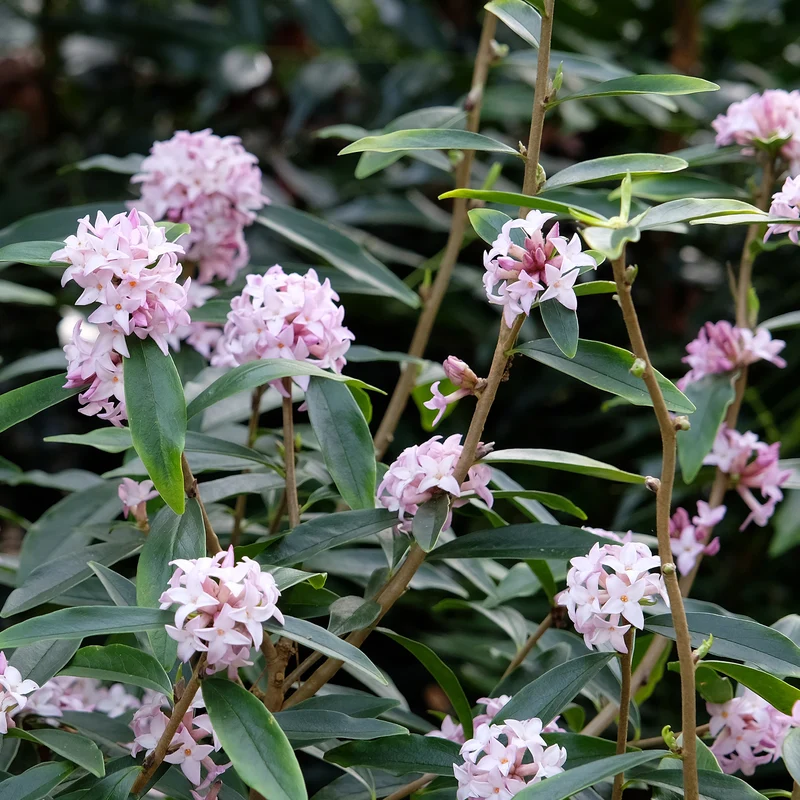 Daphne Spring Beauty®