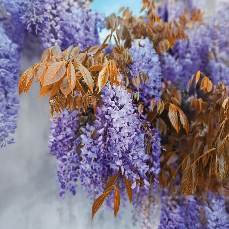 Glycine Blue Line® Copper Leo